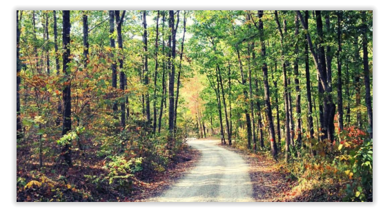 the woods surrounding our campground